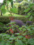 vignette Fuchsia splendens ,