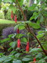 vignette Fuchsia splendens ,