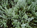 vignette Helichrysum cymosum ,