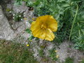 vignette Glaucium flavum ,