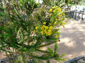 vignette Euryops virgineus , (asteraceae) , Afrique australe