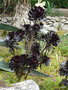 vignette Aeonium arboreum 'Zwartkop' ,