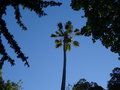 vignette Washingtonia