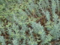 vignette Euphorbia dendroide ?