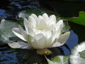 vignette Nymphaea alba - Nnuphar blanc