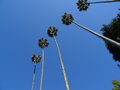 vignette Washingtonia