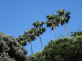 vignette Washingtonia