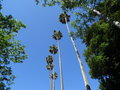 vignette Washingtonia