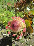 vignette Protea eximia