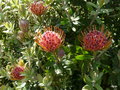 vignette Leucospermum cordifolium ,