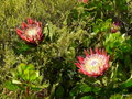 vignette Protea cynaroides