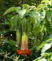 vignette Brugmansia sanguinea , (solanaceae) , Amrique du sud