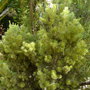vignette Adenanthos sericeae , (proteaceae) , Australie