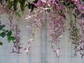 vignette Lamiaceae - Pluie d'orchides - Congea tomentosa