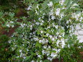vignette Rhododendron atlanticum trs parfum au 13 06 15