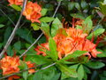 vignette Rhododendron bakeri Camps red cumberlandense au 11 06 15