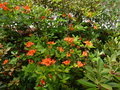 vignette Rhododendron bakeri Camps red cumberlandense au 10 06 15