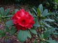 vignette Rhododendron elliottii au 03 06 15