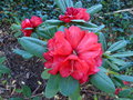 vignette Rhododendron elliottii gros plan au 07 06 15
