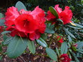 vignette Rhododendron elliottii magnifique gros plan au 11 06 15