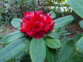 vignette Rhododendron Leo rouge rubis lumineux et magnifique au 25 05 15