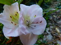 vignette Rhododendron Satsuki gros plan au 05 06 15