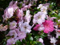 vignette Rhododendron Satsuki dans sa varit de couleurs au 16 06 15