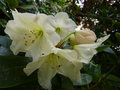 vignette Rhododendron wardii Goldenstar gros plan au 23 05 15