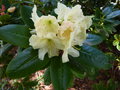 vignette Rhododendron wardii Goldenstar autre gros plan au 23 05 15