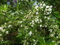 vignette Tepualia stipularis bien parfumé au 11 06 15