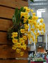 vignette Dendrobium lindleyi = Dendrobium aggregatum
