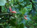 vignette Rhododendron Keysii au 17 06 15