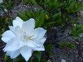 vignette Gardenia perfumed petticoats gros plan au 17 06 15