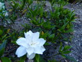 vignette Gardenia perfumed petticoats au 17 06 15