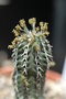 vignette Euphorbia phillipsioides