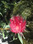 vignette Protea repens x aurea 'Clark's Red'
