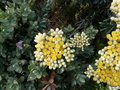 vignette Helichrysum orientalis