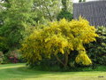 vignette Cytisus scoparius , gent  balais