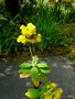 vignette Calceolaria obtusa - Calcolaire
