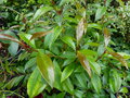 vignette Eugenia myrtiflora grandiflora (Syzygium paniculatum) au 11 06 15