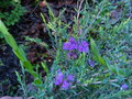 vignette Melaleuca thymifolia au 21 06 15