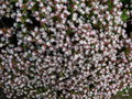 vignette Sedum moranense , (crassulaceae) , Mexique