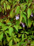 vignette Impatiens arguta , (balsaminaceae) , Npal