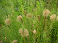 vignette Tragopogon porrifolius - Salsifis cultiv