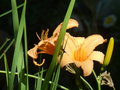 vignette Hemerocallis orange