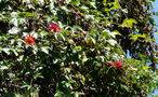 vignette Passiflora miniata /coccinea et Passiflora insignis