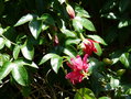 vignette Passiflora insignis ' Pink Passion' Cov