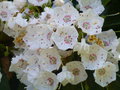 vignette Kalmia