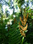 vignette Osmunda regalis - Fougre royale