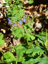 vignette Pentaglottis sempervirens